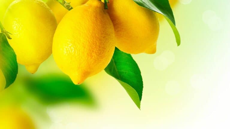 Comment planter un citron dans une tasse afin de parfumer et décorer votre maison ?