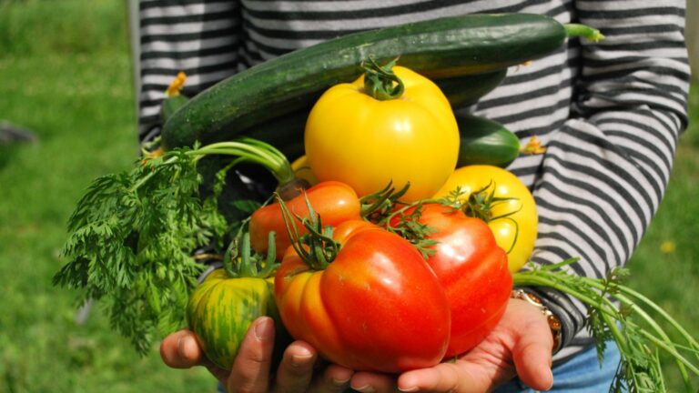 Le potager : Vous êtes un débutant ? Voici les légumes les plus faciles à cultiver !