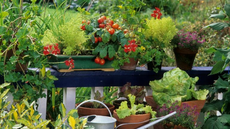 Faites pousser des tomates sur votre balcon avec un potager sur pied
