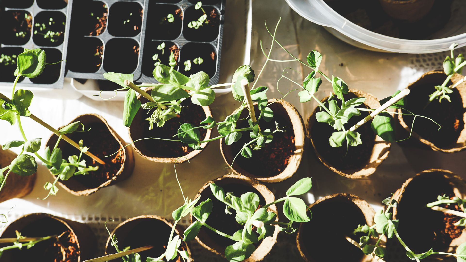 Formation en jardinage