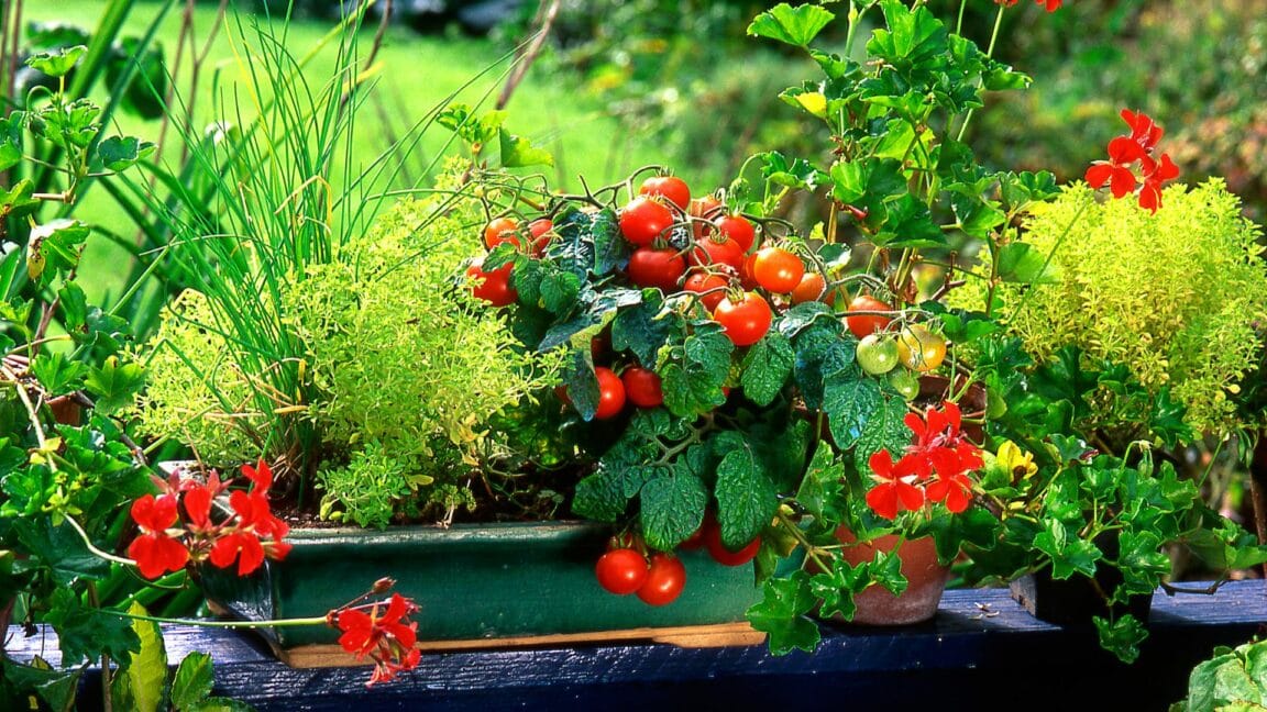 Tomate Cerise Sur Balcon