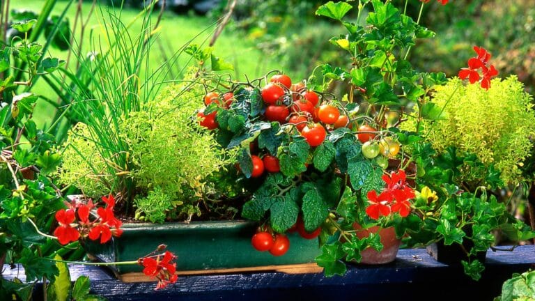 Comment cultiver des tomates cerises sur un petit balcon ?