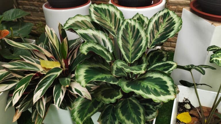 Calathea, comment bien l’entretenir ?