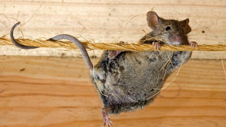 Ces 3 choses attirent les souris dans votre maison