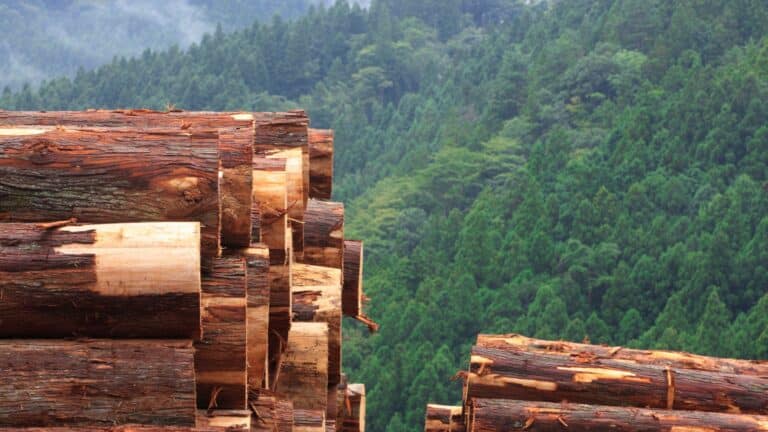 buches de bois densifiees