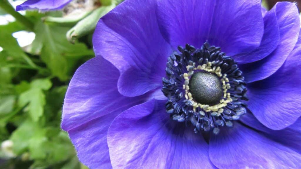 anemone