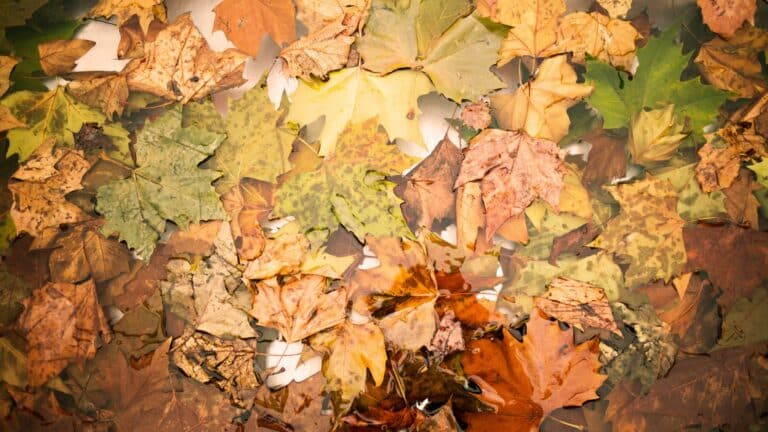 Faut-il que je ramasse les feuilles mortes de mon jardin?