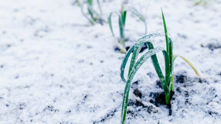 Que faire au jardin en février ?