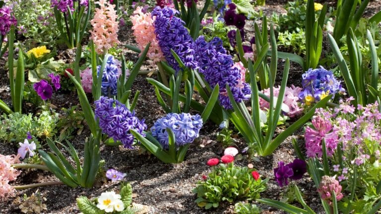 jardin printemps