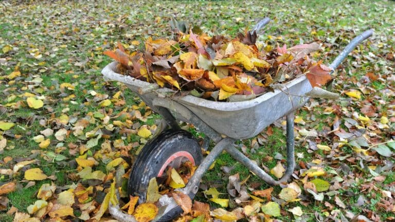 Faut-il ramasser les feuilles mortes : le guide ultime pour l’entretien de votre jardin