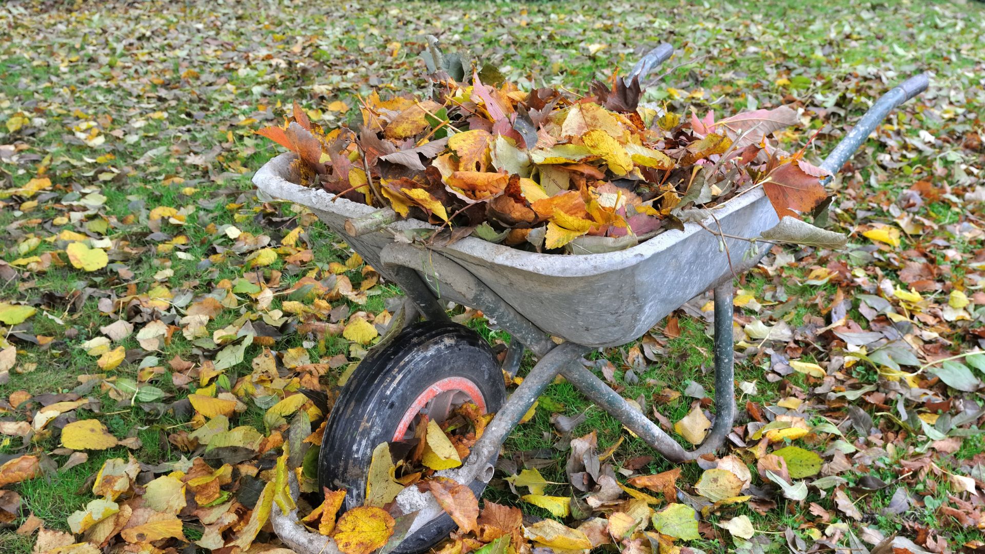 ramasser les feuilles mortes