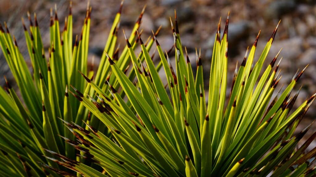 caracteristiques du yucca rostrata