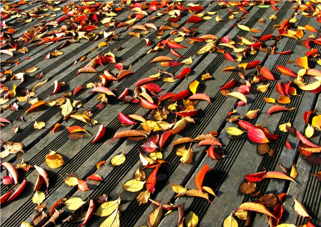 dead leaves on the floor