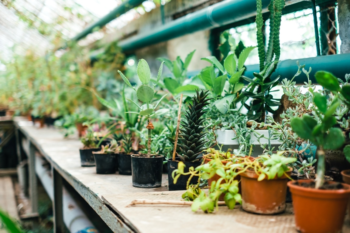 different exotic plants in pots on a stand in a botanical garden.