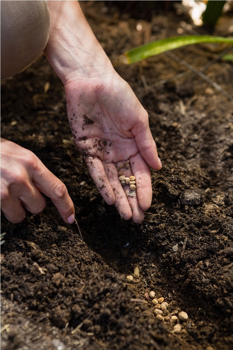 Commander et Utiliser les Graines pour un Jardinage Réussi : Conseils et Astuces