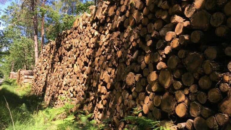 Comprendre le prix d’une stère de bois en 50cm pour votre chauffage