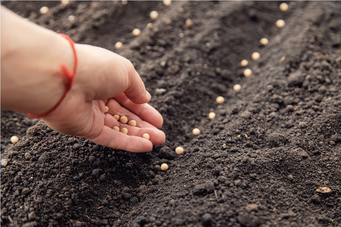 sow the seeds in the garden into the soil. selective focus. people.