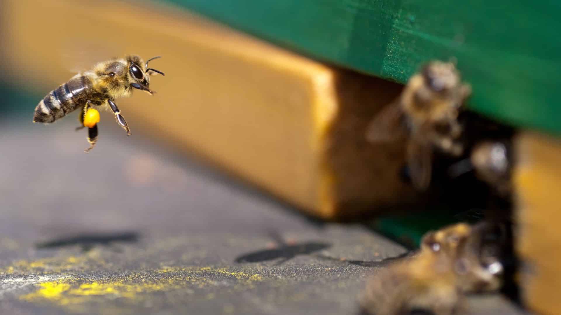 une ruche dans son jardin