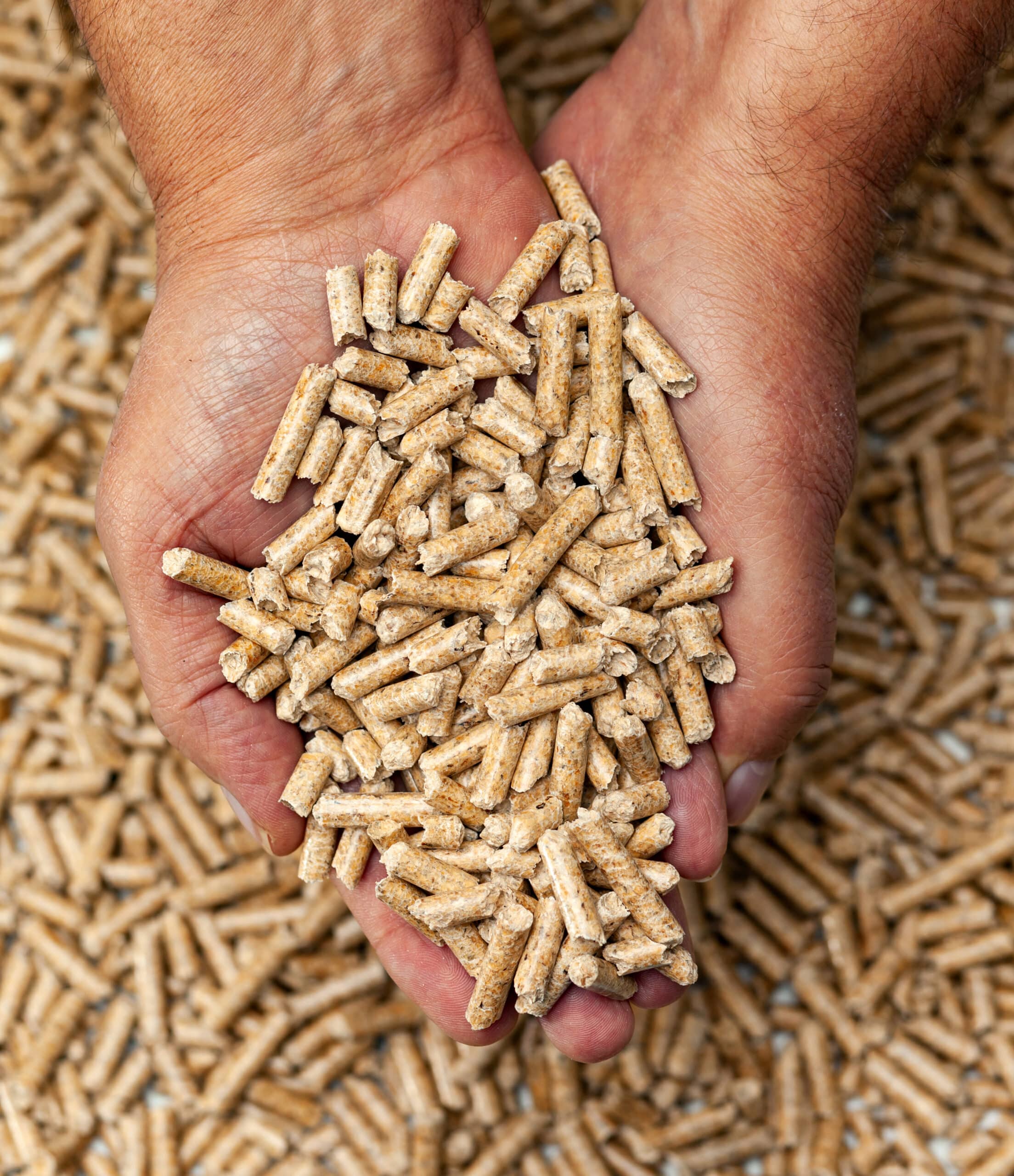 wood pellets in hands.