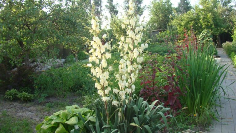 Tout savoir sur le Yucca Rostrata : une plante majestueuse et résistante