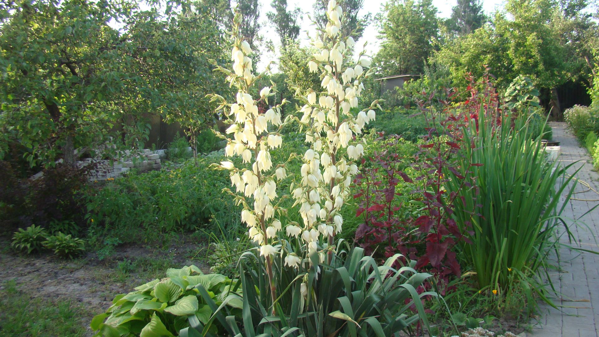 yucca rostrata