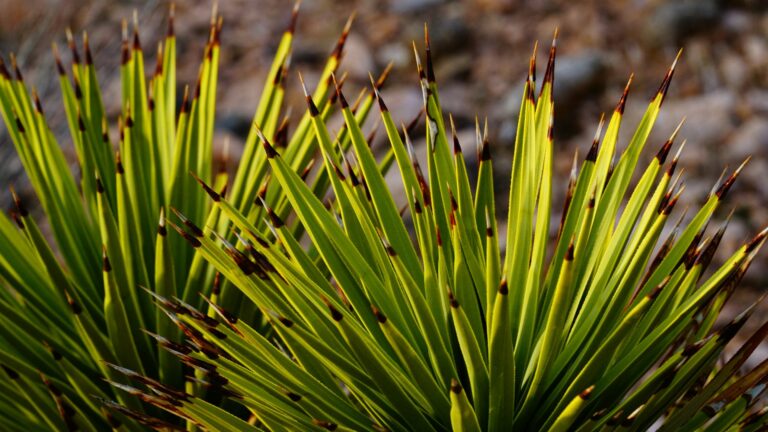 Le yucca robusta : une plante idéale pour vos extérieurs