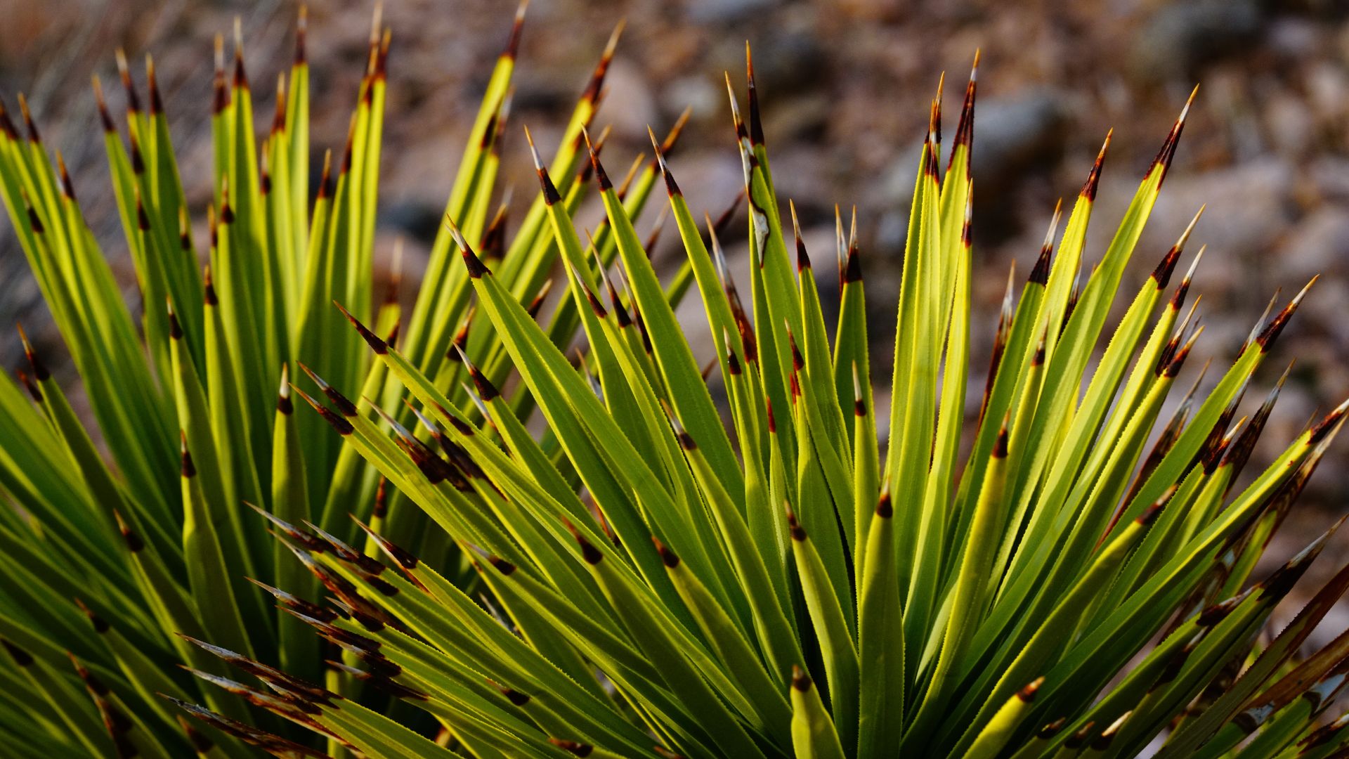 yucca robusta