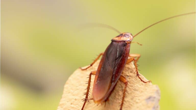 Les cafards de jardin : un fléau étonnamment méconnu