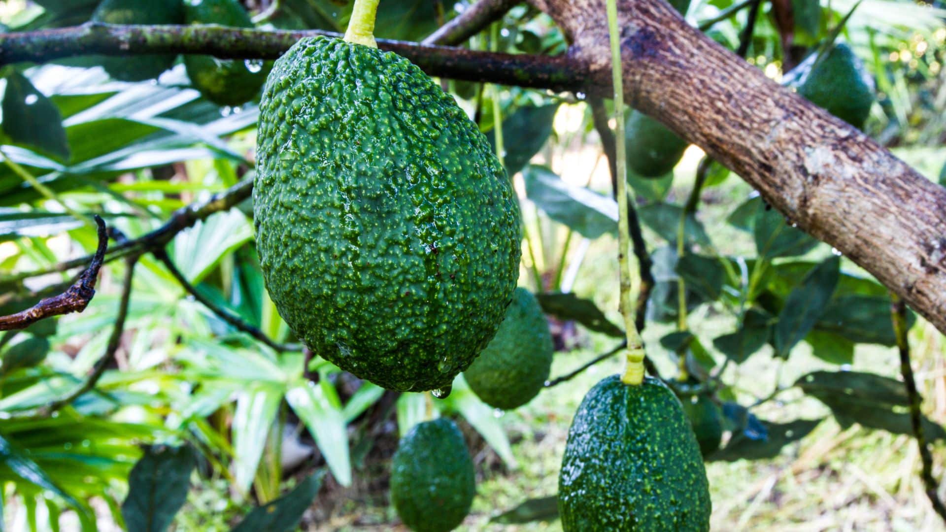 cultiver un avocatier