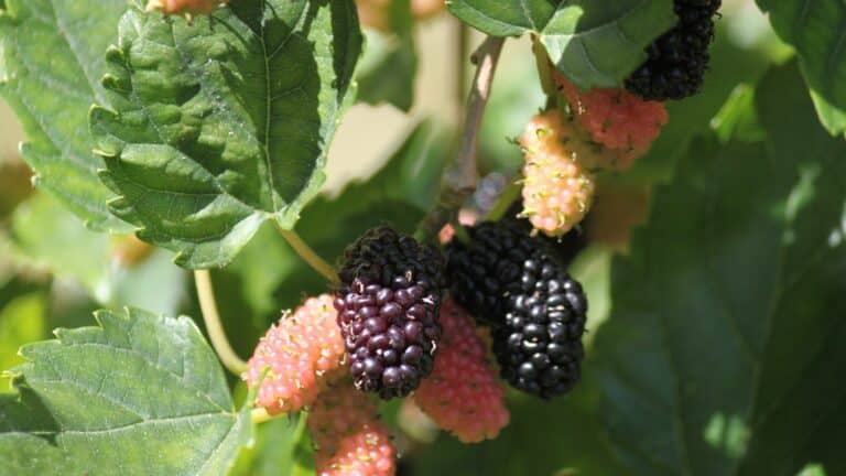 Le mûrier platane : l’arbre parasol idéal pour votre jardin