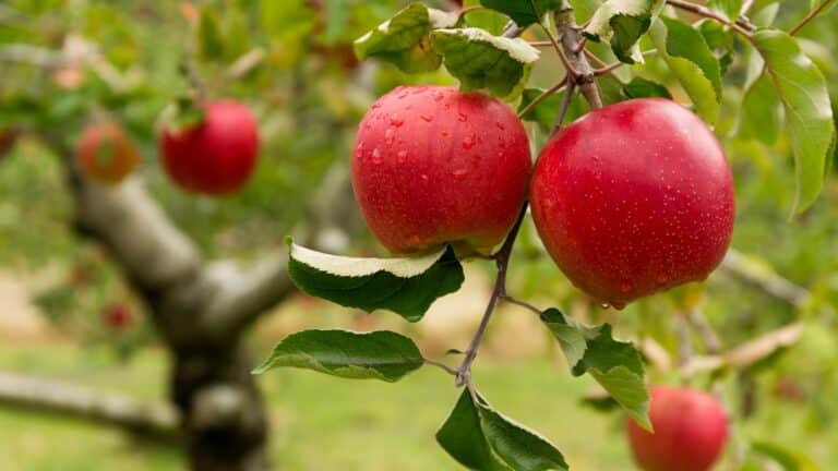 Le pommier du Japon : un trésor coloré pour votre jardin