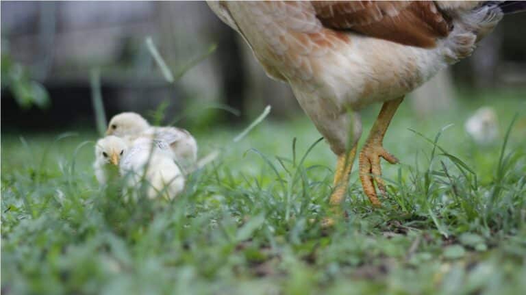 Reconnaître et Traiter une Patte Cassée chez une Poule : Conseils et Préventions