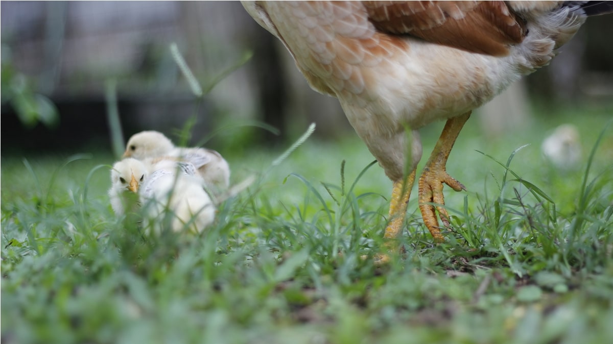 hen with her chicks on a lawn 2022 11 01 07 04 18 utc