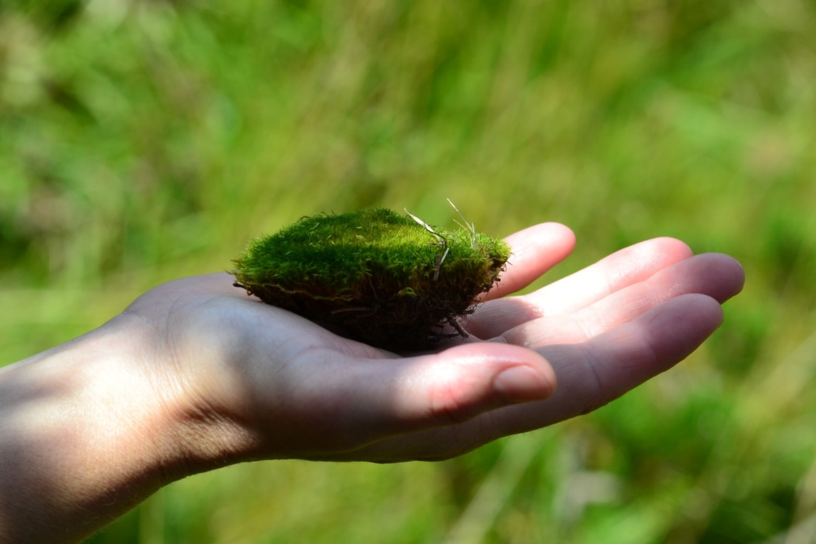 a selective focus shot of a piece of lawn on a hand palm