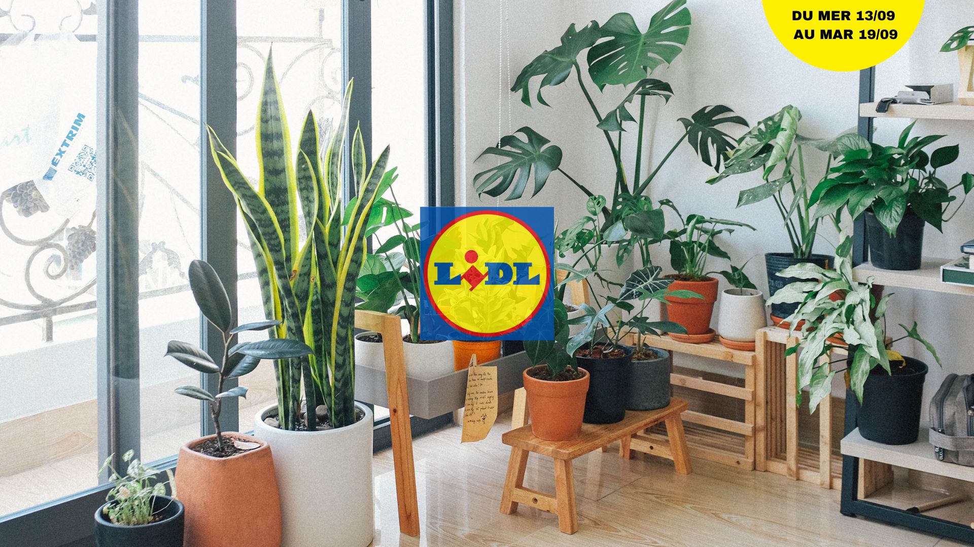 plante interieur lidl