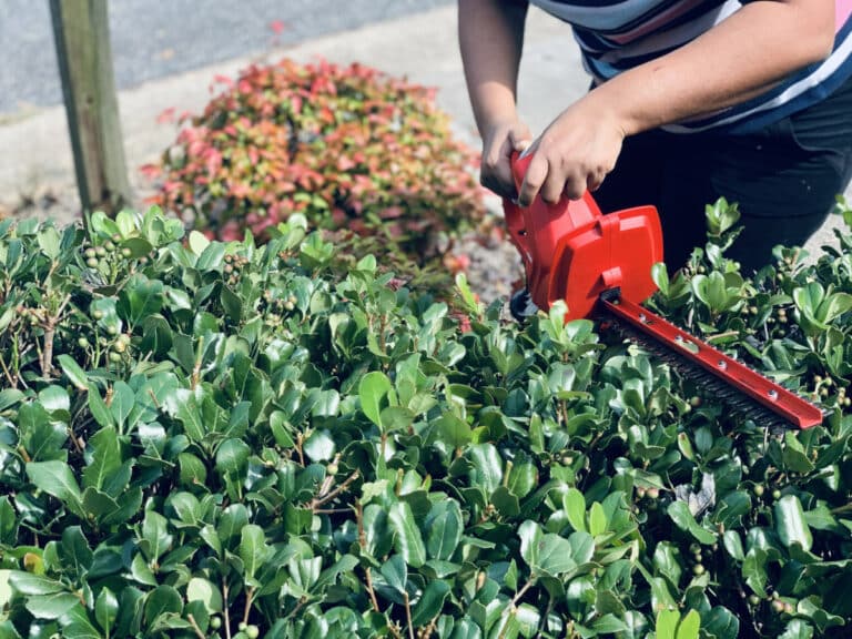 Quel type de plantes de haie pousse le plus vite ?